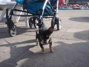 honden foto van daantje