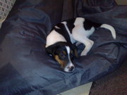 honden foto van jetje