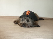 honden foto van Blitz