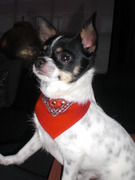 honden foto van Dexx