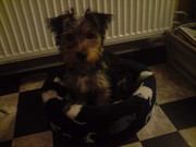 honden foto van Elmo