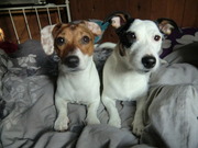 honden foto honden foto van kelly