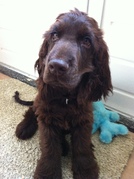 honden foto van Sophie Plasmans