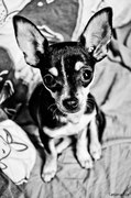 honden foto van Tatiana