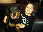 honden foto honden foto van ciara