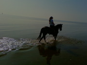 honden foto van kirsten