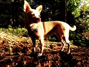 honden foto van dancingdaydream