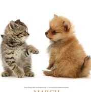 honden foto van noëlle