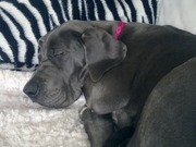 honden foto van jona