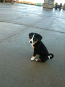 honden foto van carmen