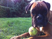 honden foto van Caroline & Nina