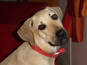 honden foto van Enka en Trixi