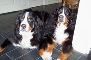 honden foto van Youandi
