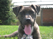 honden foto van Thijs & Zenna