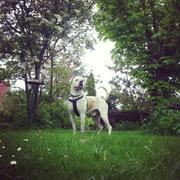 honden foto van Hester