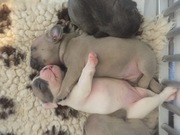 honden foto van Leenie's Bulls 