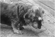honden foto van Anne-Roos
