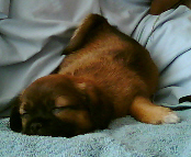 honden foto van Emmy