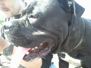 honden foto van marcus