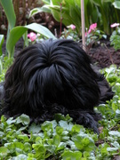 honden foto van Sandra
