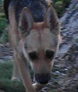 honden foto van vulles' vrouwtje