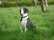 honden foto van J Dinkla