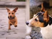 honden foto van yvonne