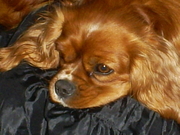 honden foto van lydia