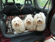 honden foto van Nel, Bradley & Ely