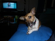 honden foto van Jess,Donna&Benji