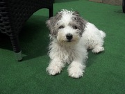 honden foto van Marlies  Schaap