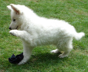 honden foto van Remco