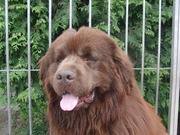 honden foto van joke