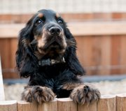 honden foto honden foto van tania