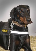 honden foto van ad kreemers