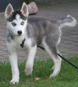 honden foto van Jan van der Groen