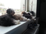 honden foto honden foto van yolin