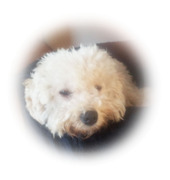 honden foto honden foto van Gea Vos