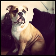 honden foto van lieke