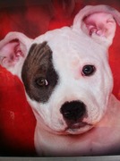 honden foto van Esmee & Nicky