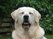 honden foto van Jackie