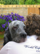 honden foto van Setterlover