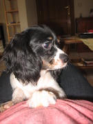 honden foto honden foto van kristy