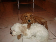 honden foto honden foto van natasja