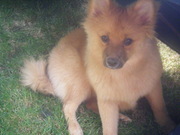 honden foto van Ilona Menjoie