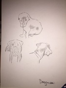 honden foto van Baeisdenaam