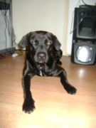 honden foto van Yvonne