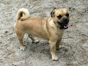 honden foto honden foto van Wilson