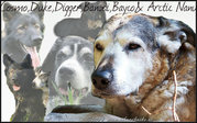 honden foto van Rita  Cosmo†, Duke†,  Digger, Bayco, Nanu en Dokyo