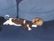 honden foto van joey